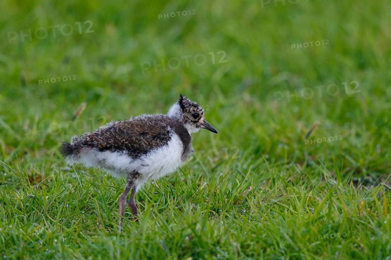 Northern Lapwing (Vanellus vanellus) chick, Netherlands