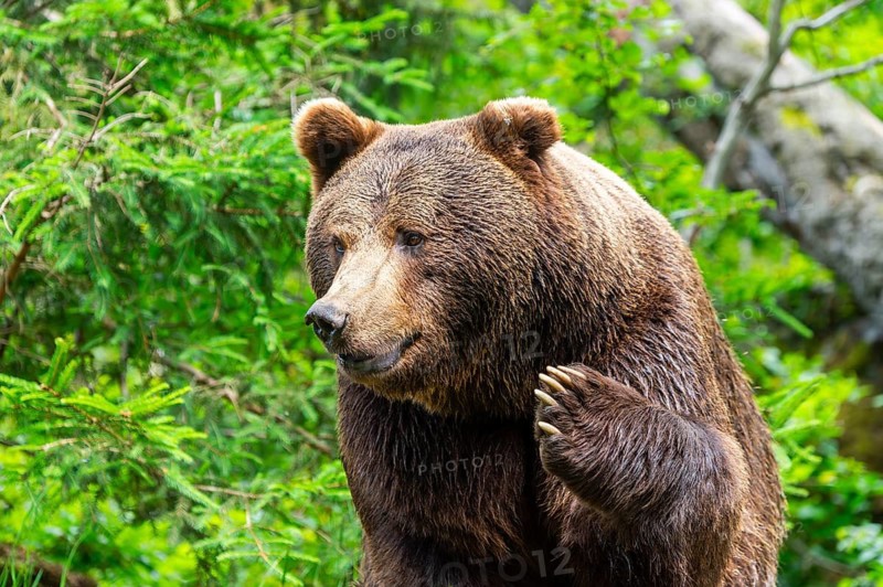 Eurasian brown bear (Ursus arctos arctos), portrait, Bavarian Forest, Bavaria, Germany