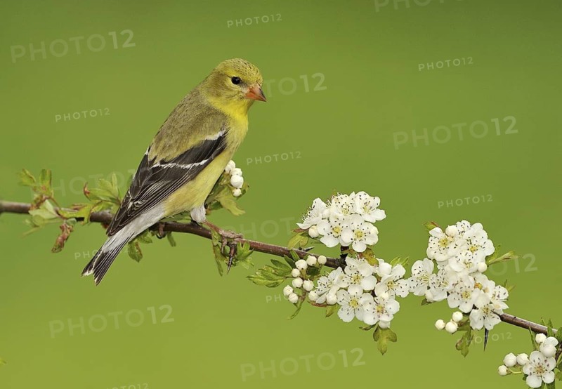 American Goldfinch (Spinus tristis) female, British Columbia, Canada