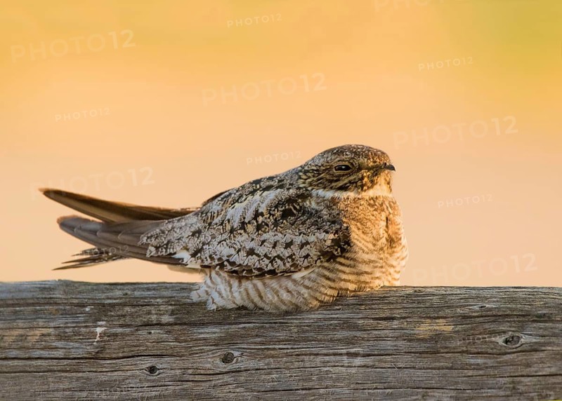 Common Nighthawk, Chordeiles minor, perched on a fence post in Val Marie, Saskatchewan, Canada