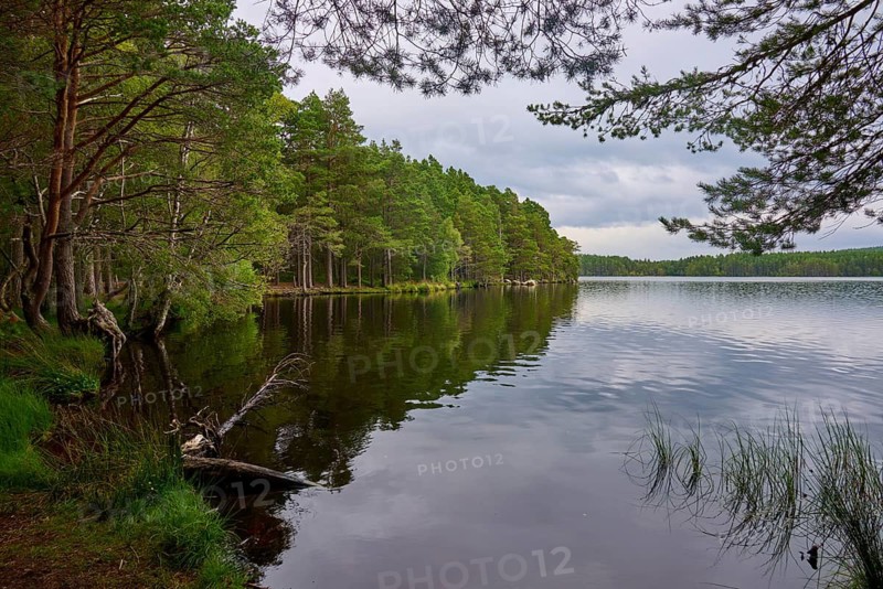 A calm forest lake with lush greenery and clouds in the sky, peaceful natural setting, Loch Garden, Nethy Bridge, Scotland, United Kingdom, Great Britain