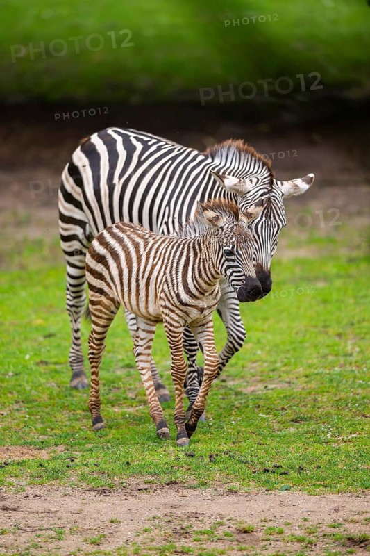 Plains zebra (Equus quagga) mother and foal walking on a meadow, Germany