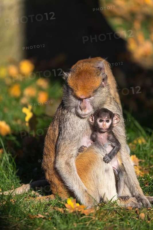 One female patas monkey (Erythrocebus patas)with her baby in late light on a green meadow