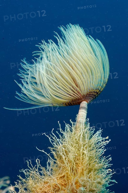 A screwfish (Sabella spallanzanii) unfolds gracefully above the seabed in the blue water, dive site peninsula Giens, Mediterranean Sea, Porquerolles, Provence, Côte d'Azur, France