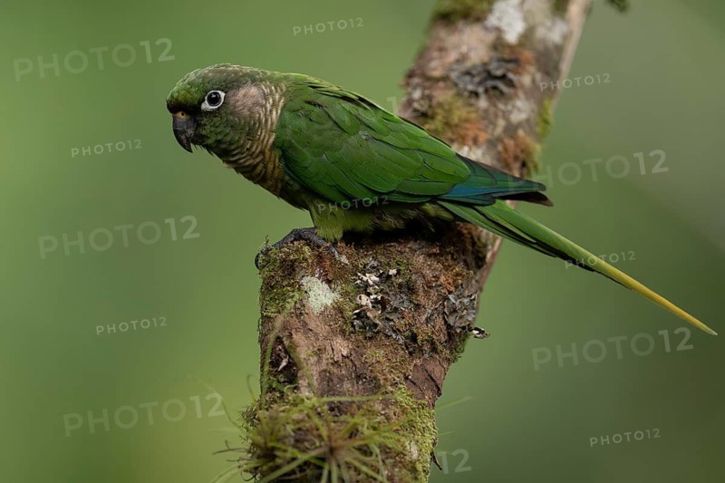 Maroon-bellied Parakeet (Pyrrhura frontalis) perched on a branch, Atlantic rainforest, Brazil