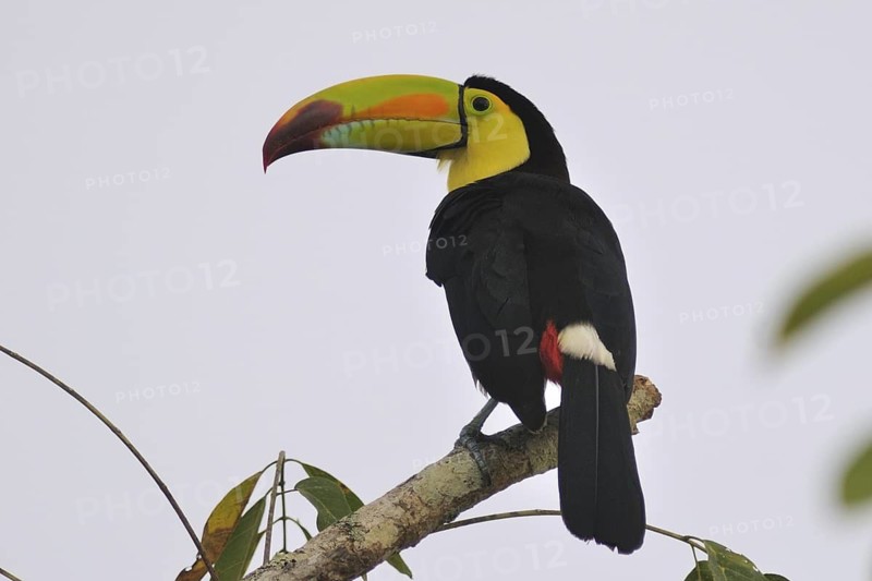 Keel-billed Toucan (Ramphastos sulfuratus), Guatemala
