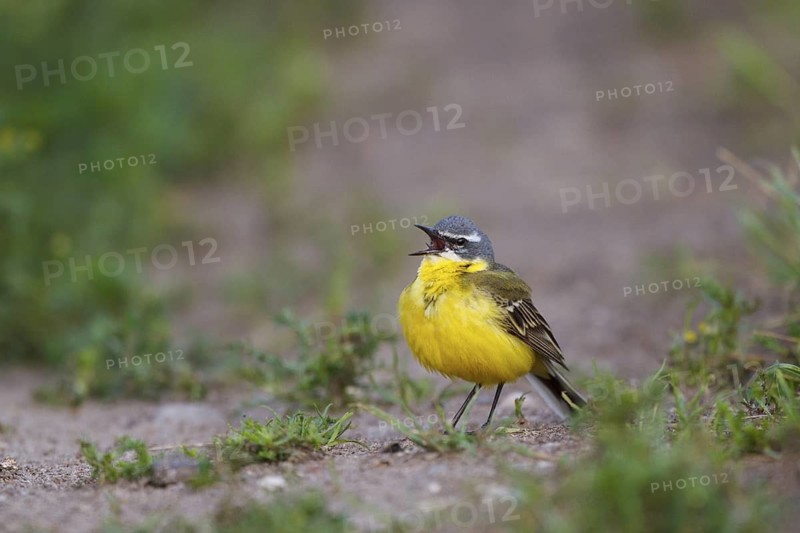 Western Yellow Wagtail (Motacilla flava) singing, North Rhine-Westphalia, Germany