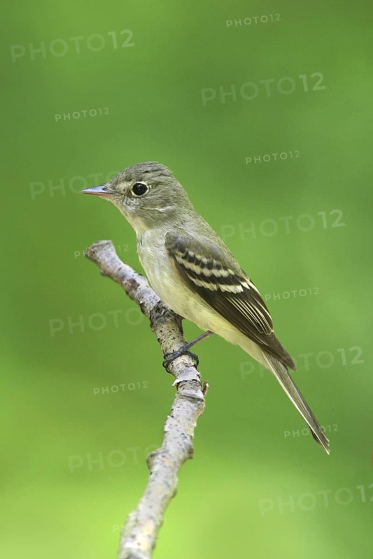 Acadian Flycatcher (Empidonax virescens), Ohio, USA
