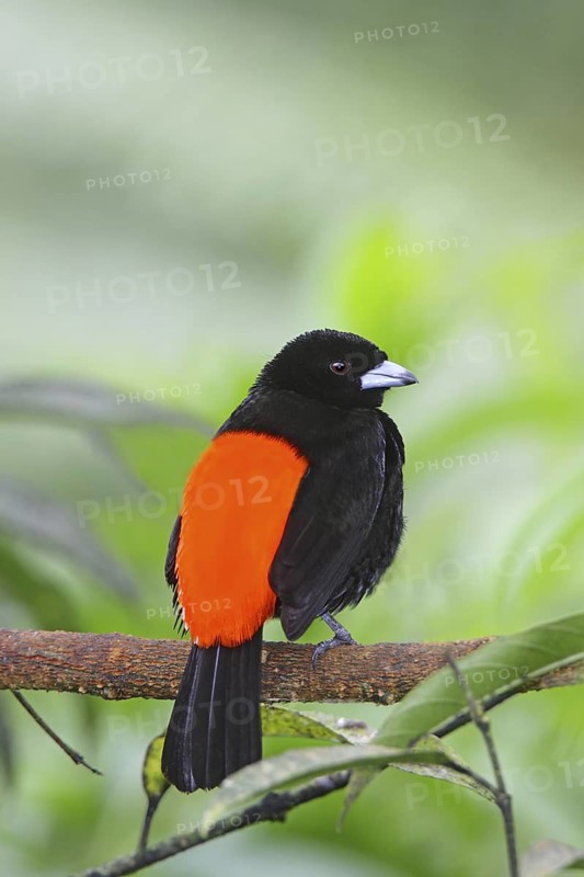 Passerini's Tanager Ramphocelus passerinii near San Jose, COSTA RICA 7 November Adult Male Thraupidae