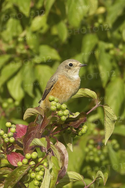 Common Redstart (Phoenicurus phoenicurus) female, Rhineland-Palatinate, Germany