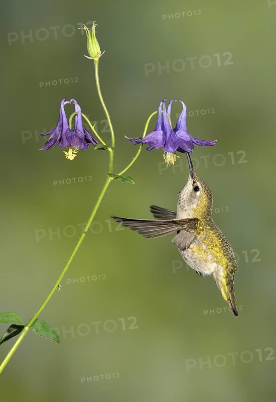 Anna's Hummingbird Female (Calypte anna) - Victoria BC, Canada