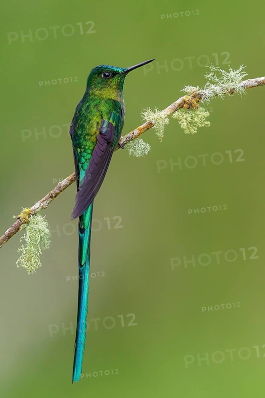 Long-tailed Sylph (Aglaiocercus kingi) perched on a branch in the Andes Mountains of Colombia