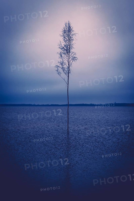 Single free-standing tree in a lake, Calm, Emotion, Mourning, Fog, Climate, Lonely, Silence, Symbolic, Nature, Landscape