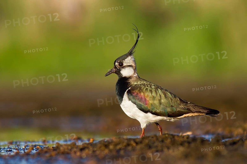 Northern Lapwing (Vanellus vanellus), Poland