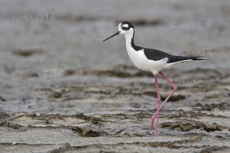 Black-necked Stilt (Himantopus mexicanus), Ecuador