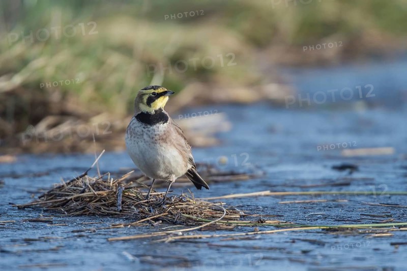 Horned Lark (Eremophila alpestris), Schleswig-Holstein, Germany