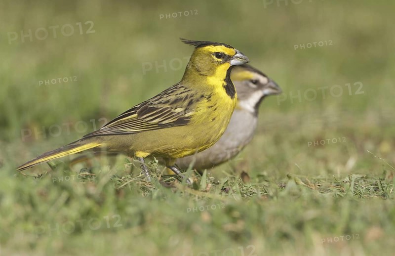 Yellow Cardinal (Gubernatrix cristata) pair, Corrientes, Argentina