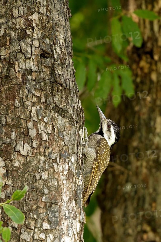 Baardspecht, Bearded Woodpecker, Chloropicus namaquus