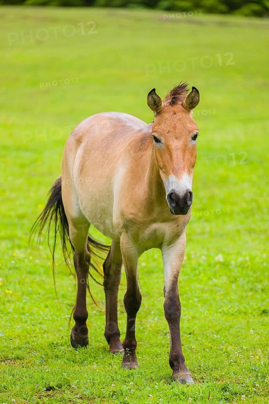 A Przewalski's horse (Equus ferus przewalskii or Equus przewalskii), walks across a paddock