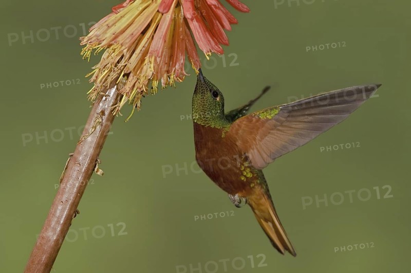 Chestnut-breasted Coronet (Boissonneaua matthewsii), Ecuador