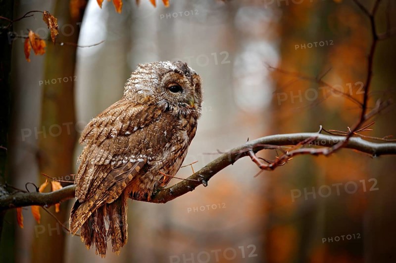 Autum wildlife in the forrest. Tawny owl hidden in the fall wood, sitting on tree trunk in the dark forest habitat. Beautiful animal in nature. Bird in the Germany forest. Orange leaves with bird