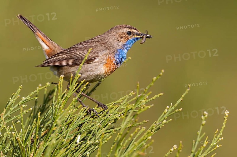 Bluethroat (Luscinia svecica cyanecula) male carrying feed, Asturias, Spain
