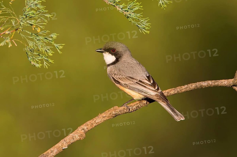 Rufous Whistler (Pachycephala rufiventris) male, New South Wales, Australia