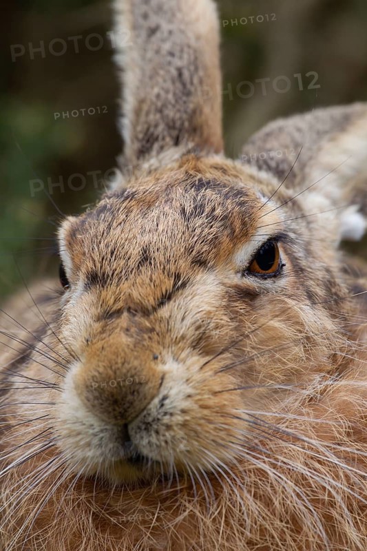 European brown hare (Lepus europaeus) adult animal head portrait, Suffolk, England, United Kingdom