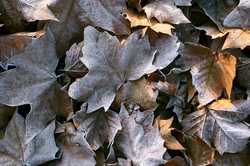 A textured close-up shot of maple leaves blanketed with morning frost, highlighting the crisp beauty of autumn