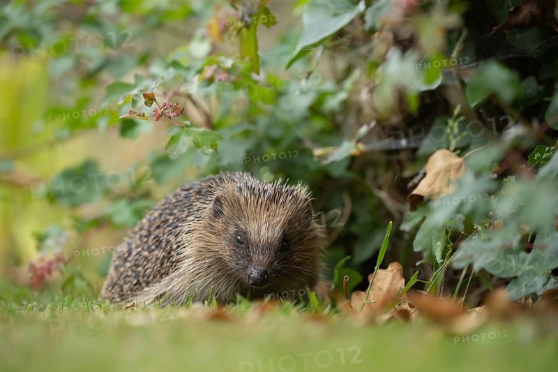 European hedgehog (Erinaceus europaeus) adult animal on a garden grass lawn next to a flower border, Suffolk, England, United Kingdom