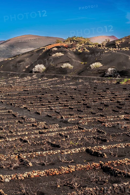 La Geria wine-growing region and work of art, UNESCO World Heritage Site, Lanzarote, Canary Islands, Spain