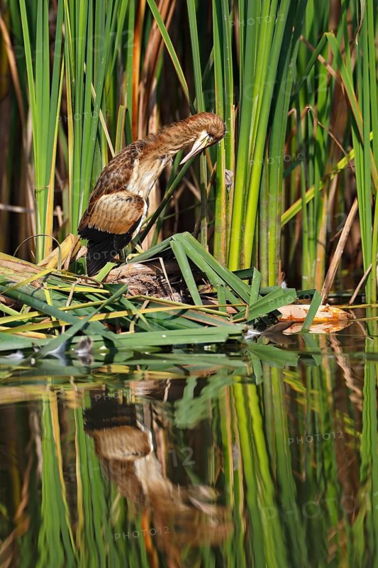 Little Bittern (Ixobrychus minutus), young bird, Middle Elbe Biosphere Reserve, Dessau-Roßlau, Saxony-Anhalt, Germany