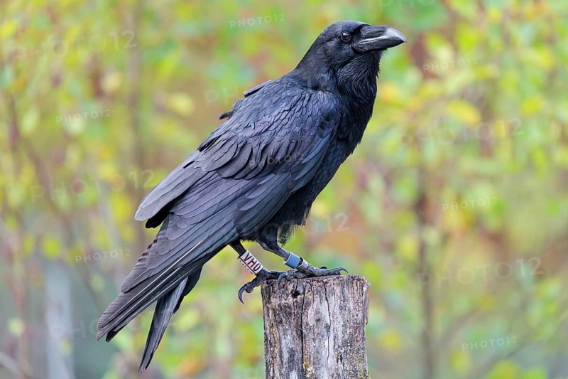 A common raven (Corvus corax) fitted with a GPS transmitter perches on an old fence post amid autumn-colored bushes. Austria