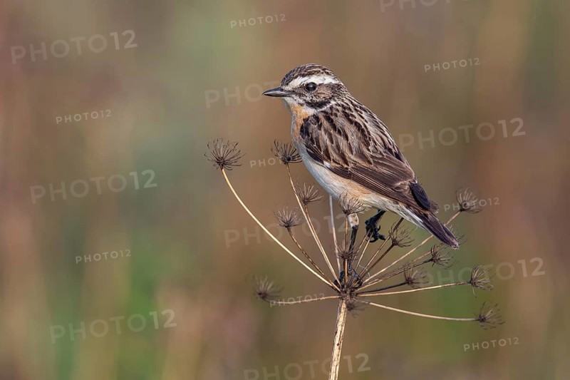 Whinchat (Saxicola rubetra) male perched on a meadow plant, Poland
