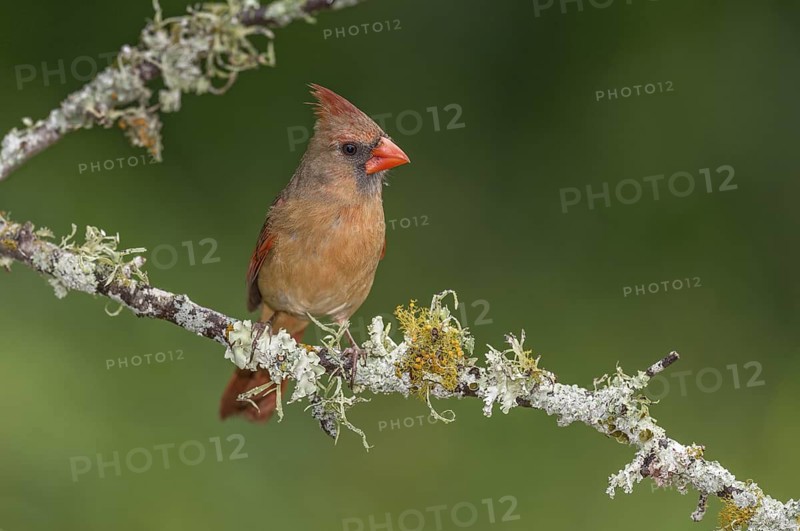 Northern Cardinal (Cardinalis cardinalis) female perched on a twig, Texas, USA