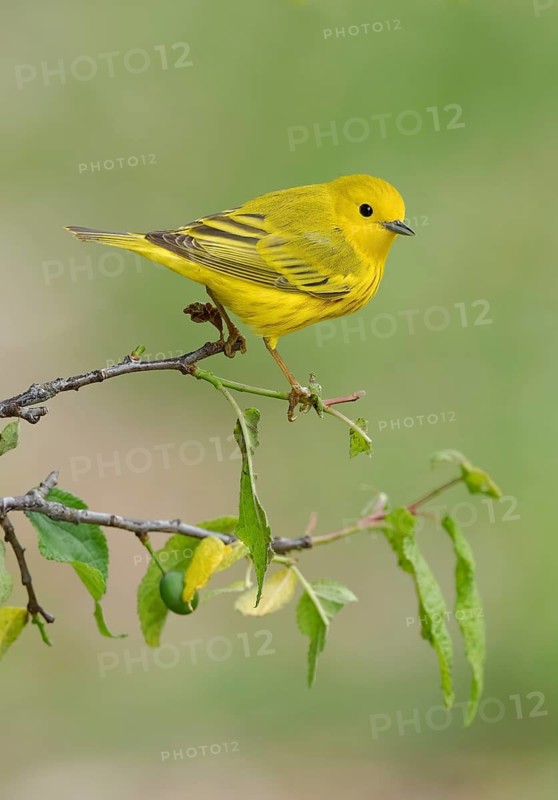 American Yellow Warbler (Setophaga aestiva) perched on a branch, Texas, USA