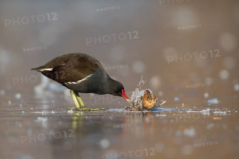 Moorhen (Gallinula chloropus) adult bird feeding on frozen water of a lake in winter, England, United Kingdom