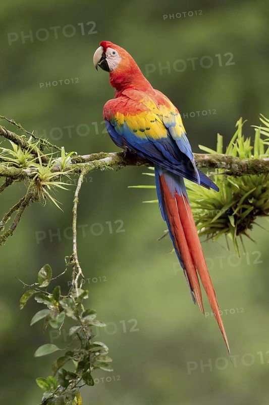 Scarlet Macaw (Ara macao), Costa Rica