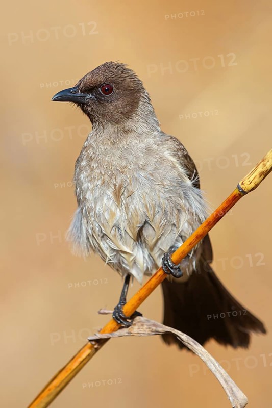 Common bulbul (Pycnonotus barbatus), Garden Bulbul, Bulbul des jardins, Bulbul naranjero, Tendaba camp / Tendaba photo hid, Kwinella, South Bank, Gambia