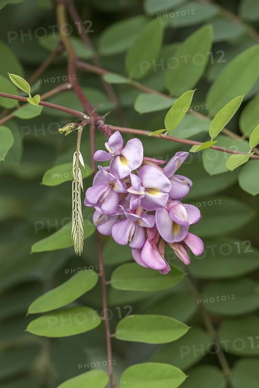 Robinia hispida (Robinia hispida 'Purpurwolke'), Stork Botanical Garden for the Blind, Germany