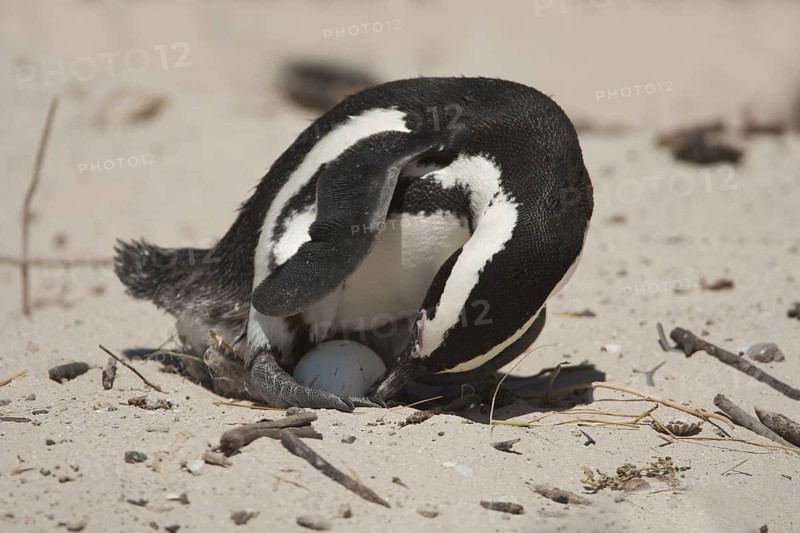 African Penguin (Spheniscus demersus) with egg, South Africa