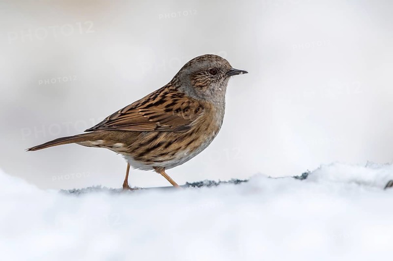 Dunnock (Prunella modularis) on snow, Mecklenburg-Western Pomerania, Germany