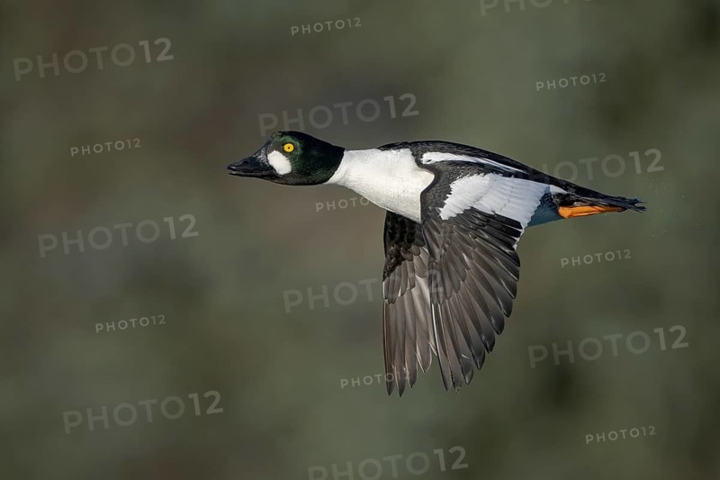 Common Goldeneye (Bucephala clangula) male flying, Alaska, USA