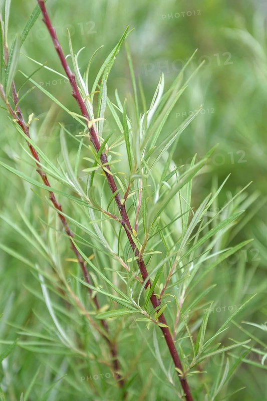 Rosemary willow (Salix elaeagnos 'Angustifolia'), IGS Hamburg 2013, Germany