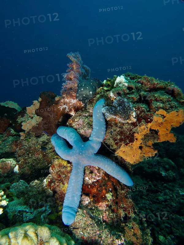 Blue starfish (blue Linckia laevigata) on a colourful coral reef in the blue sea, dive site Spice Reef, Penyapangan, Bali, Indonesia