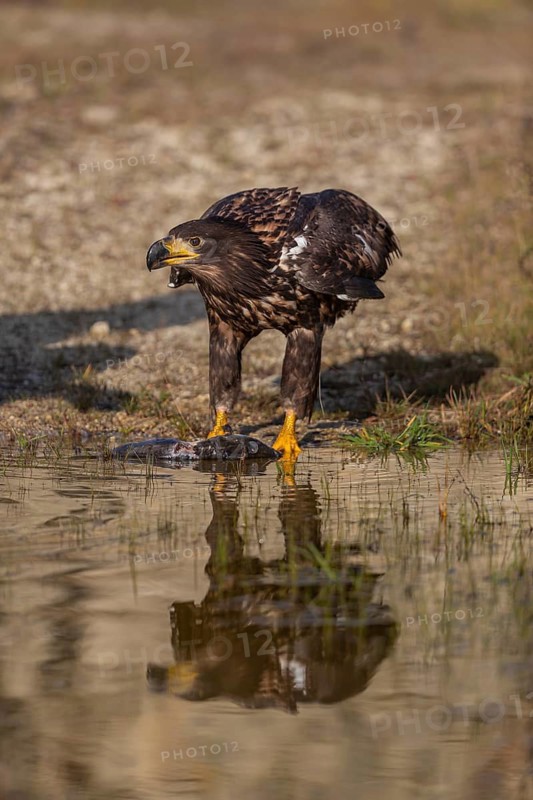 One white-tailed eagle (Haliaeetus albicilla) sitting lakeshore in early light, feeding on a common carp.Full reflection of the bird in the water