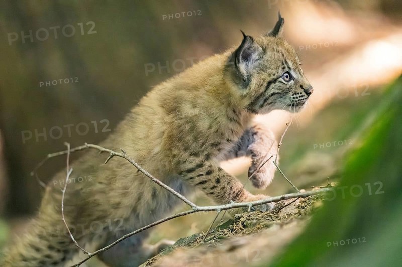 Eurasian lynx (Lynx lynx) youngster (cub) walkking in a forest, Bavaria, Germany