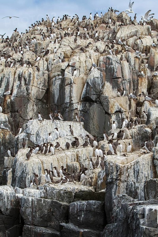 Common Murre (Uria aalge) colony on cliff, Farne Islands, United Kingdom