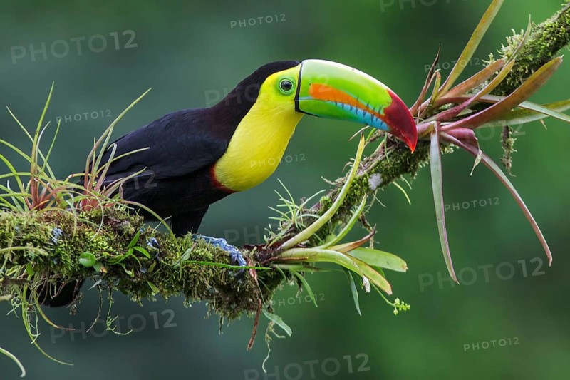 Keel-billed Toucan (Ramphastos sulfuratus) perched on a branch in Costa Rica