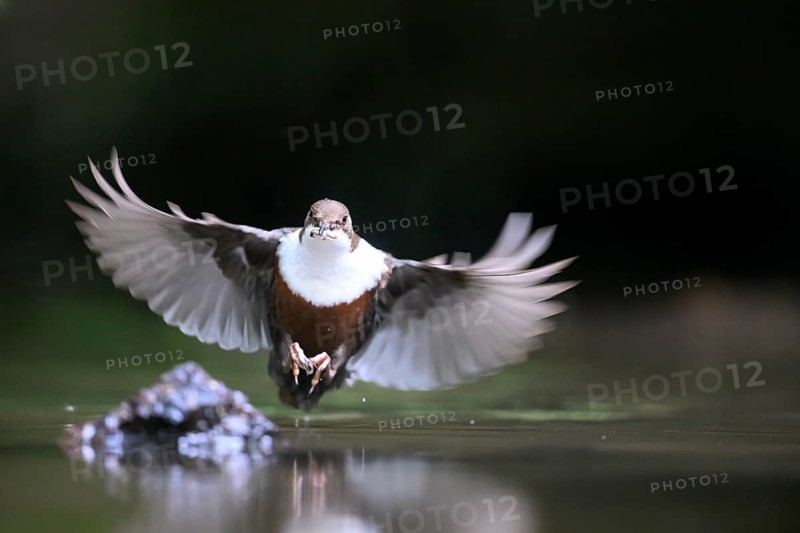 White-throated White-throated Dipper (Cinclus cinclus) in the air over water with prey in its beak, reflection visible, Lower Saxony, Germany